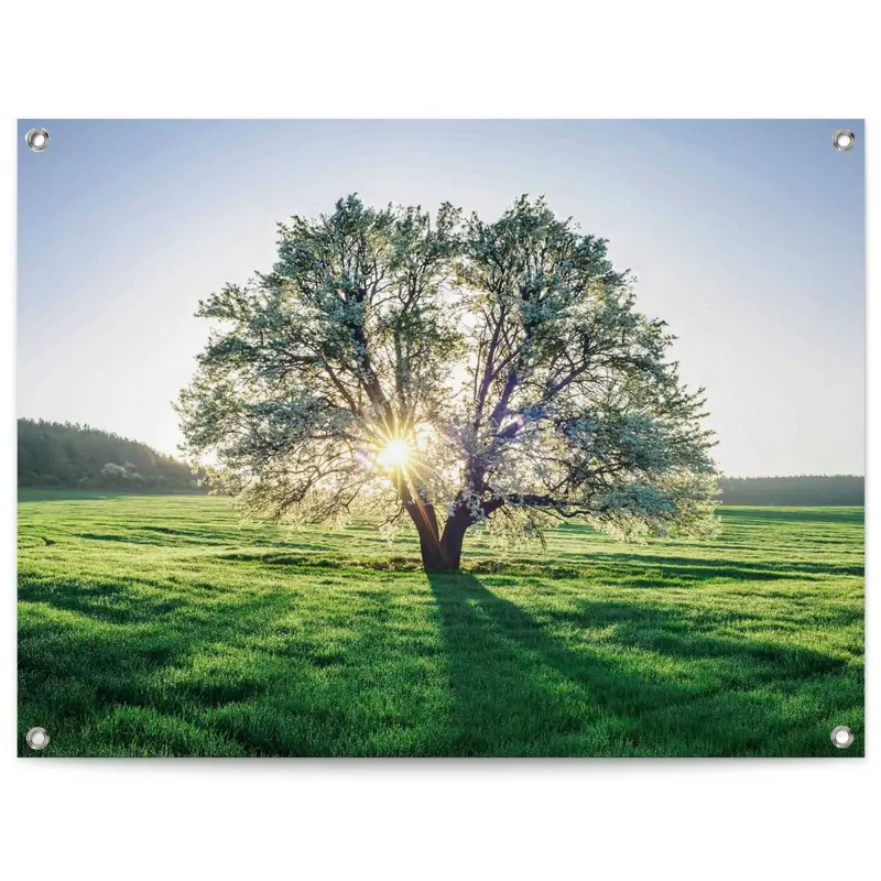 Tuinposter Boom in ochtenzon 60x80