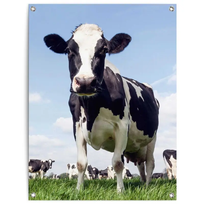 Tuinposter Dutch Cow 80x60