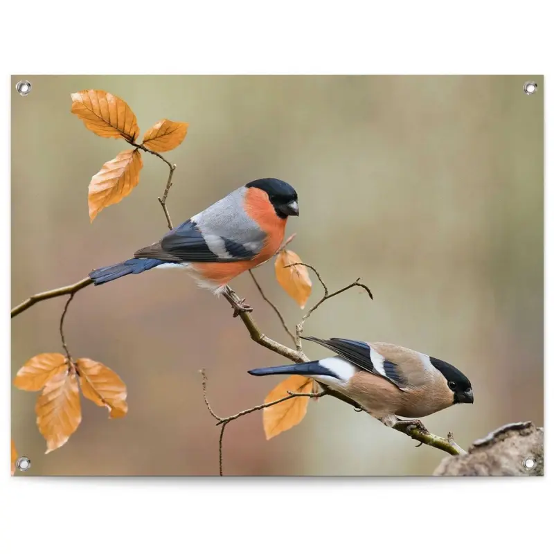 Tuinposter Goudvink 60x80