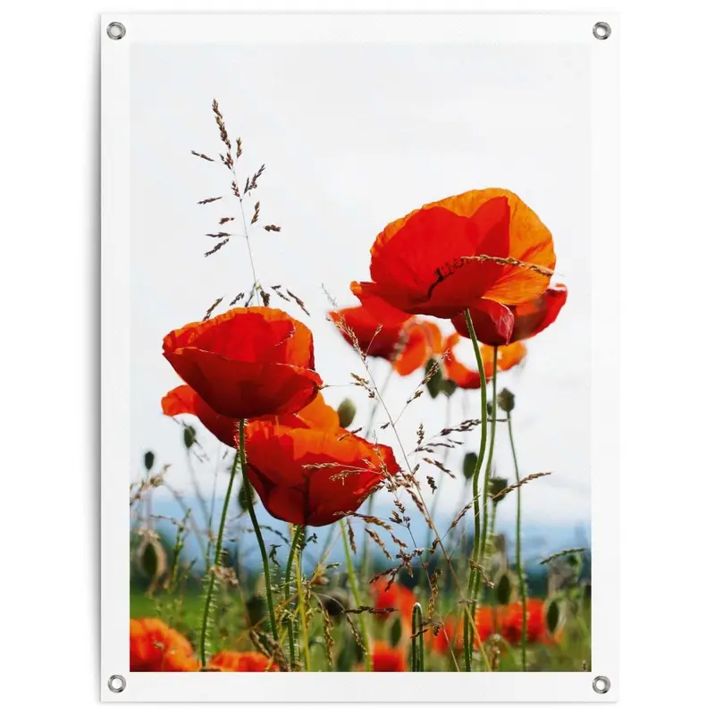 Tuinposter Klaprozen 80x60