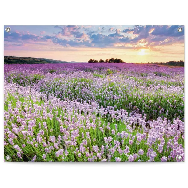 Tuinposter Lavender Field 60x80