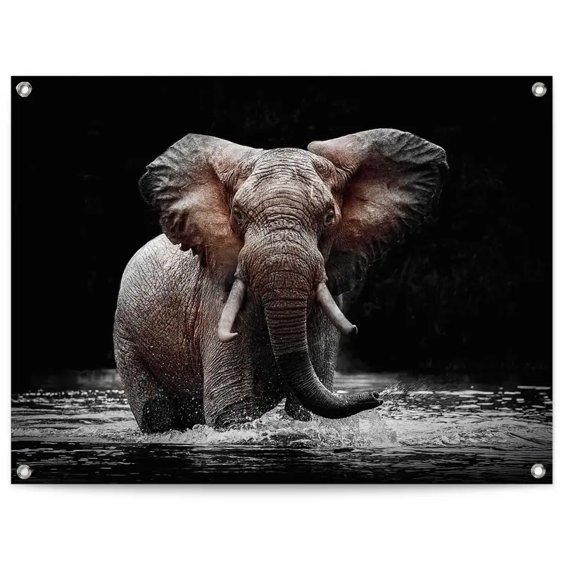 Tuinposter Olifant 60x80