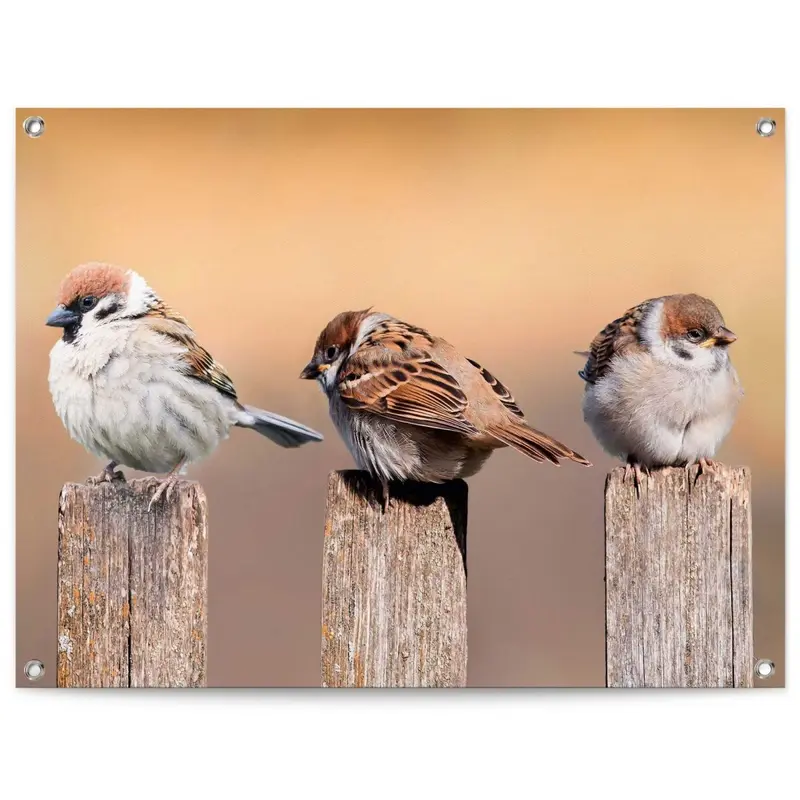 Tuinposter Vogels 60x80