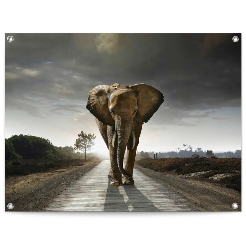 Tuinposter Wandelende olifant 60x80