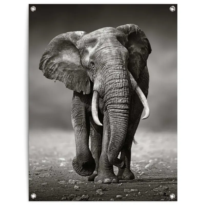 Tuinposter Wandelende olifant 80x60