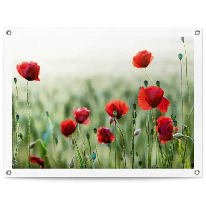 Tuinposter Wilde klaprozen 60x80