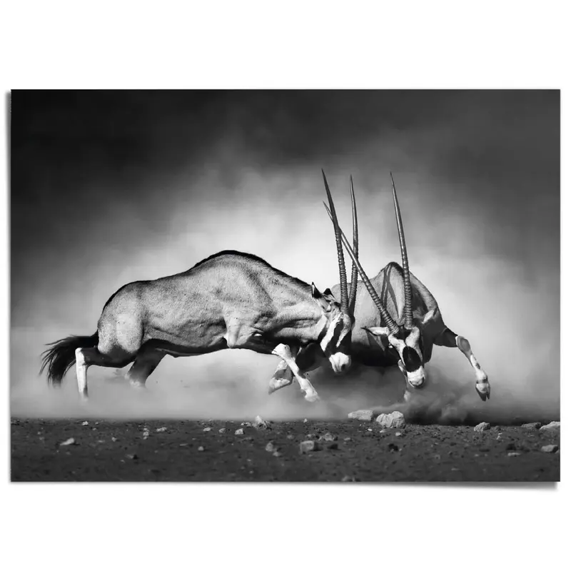 XXL Poster Gemsbok 100x140