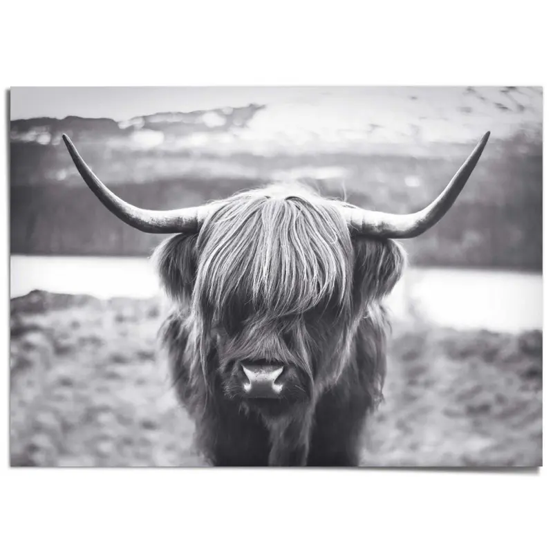 XXL Poster Schotse Hooglander 100x140