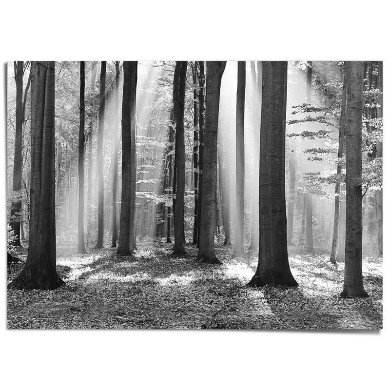 XXL Poster Zonlicht in loofbos 100x140