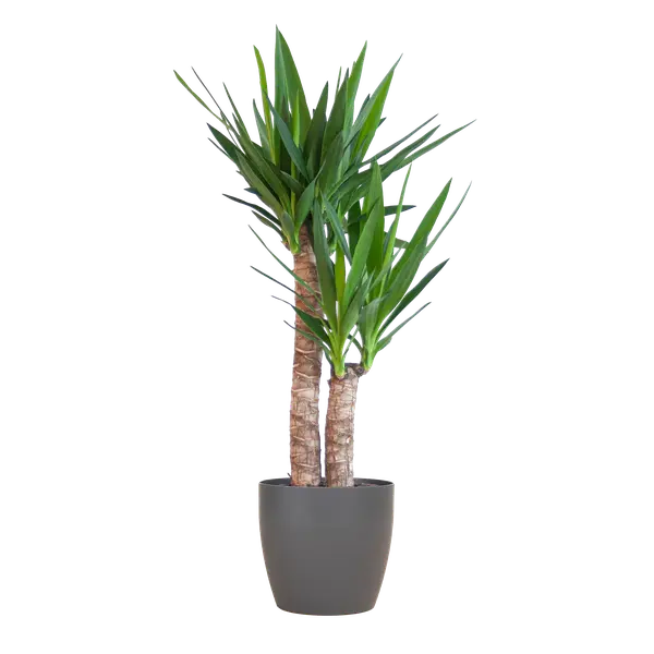 Yucca Elephantipes met Viber zwart - 90cm - Ø21
